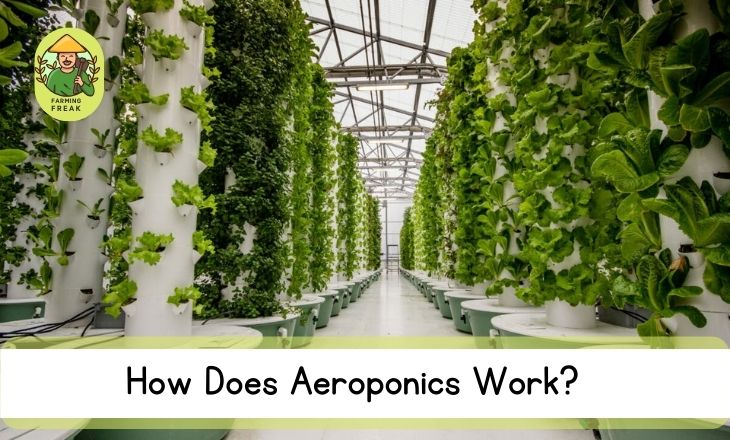 How Does Aeroponics Work?  