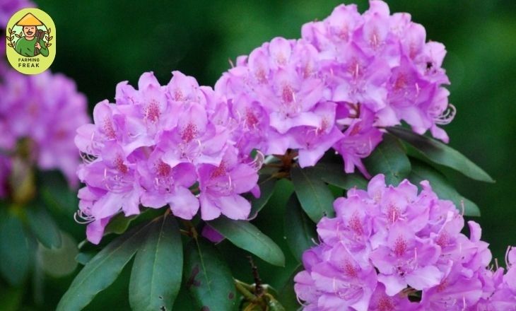 Rhododendron Flower: is mad honey legal