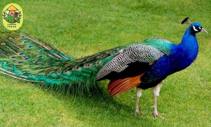 peacock birds cost