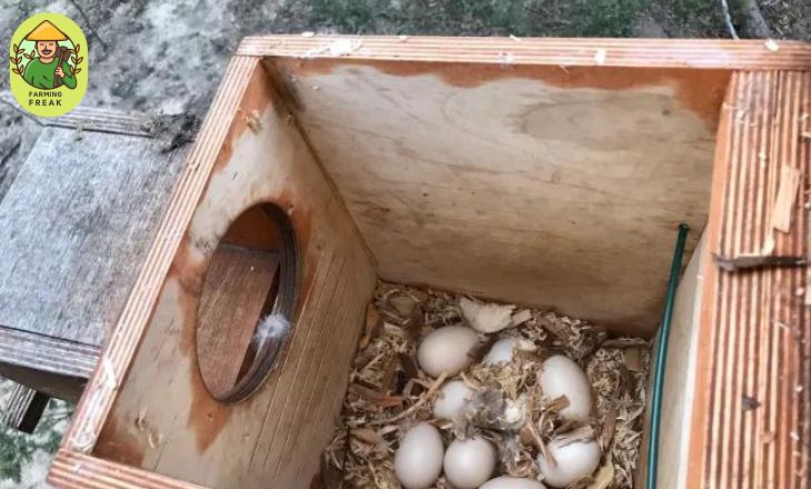 Nesting box for pet duck