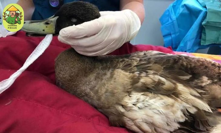 Veterinarian cost for pet duck