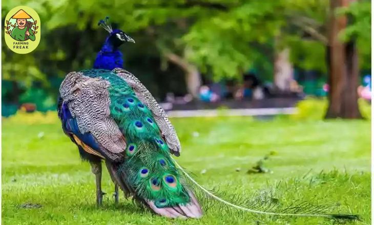 how much are peacock worth