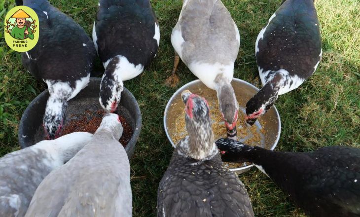 Duck cost for feeding