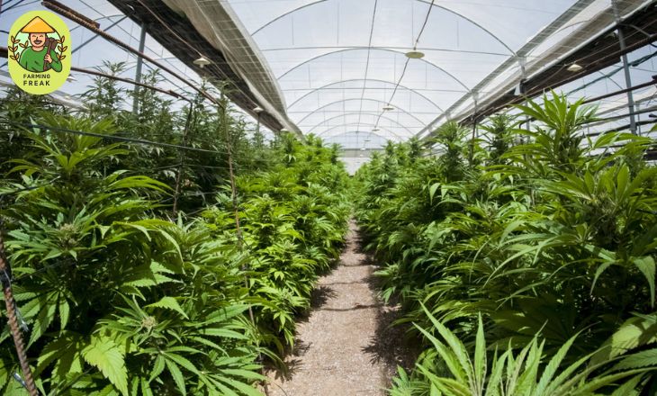 Greenhouse Cannabis Production