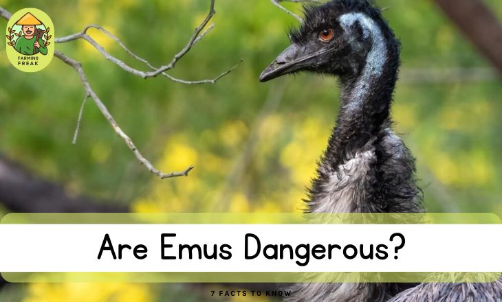 Are Emus Dangerous? 7 Facts To Know