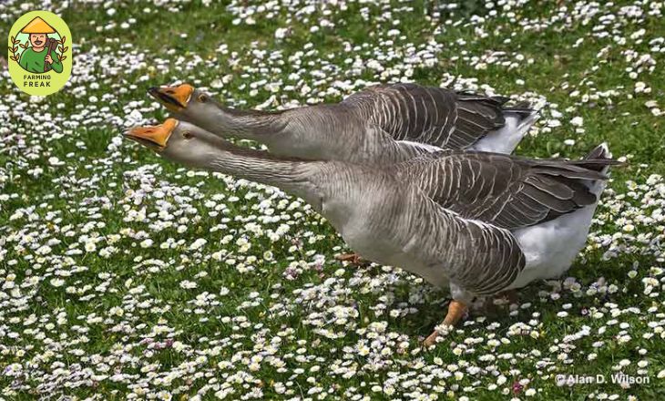 geese and goose difference