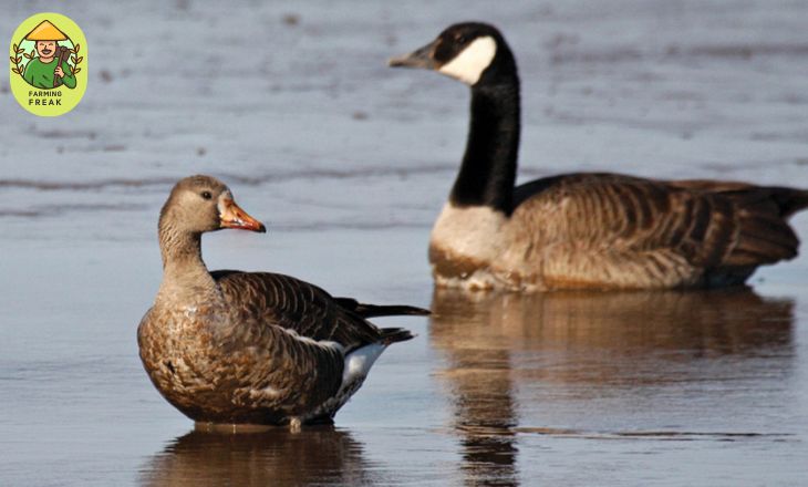 Are goose and geese the same