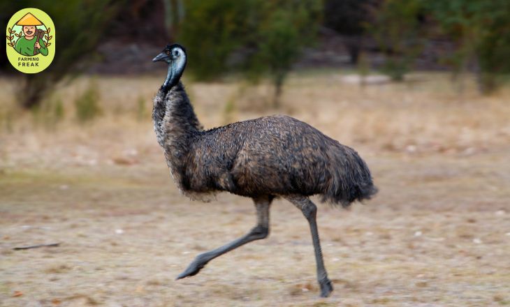 Are emus aggressive