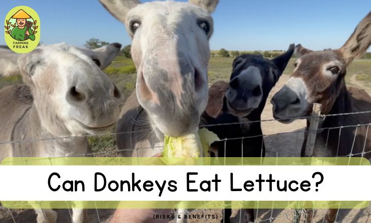 Can Donkeys Eat Lettuce? (Risks & Benefits)