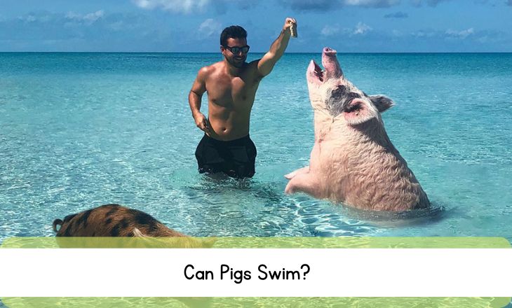 Can Pigs Swim