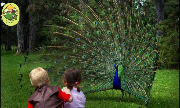 Can a peacock kill a human