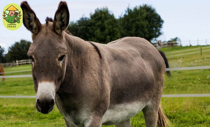  can donkeys eat spinach