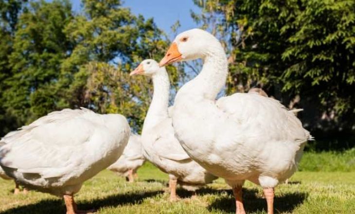 geese eat peanut