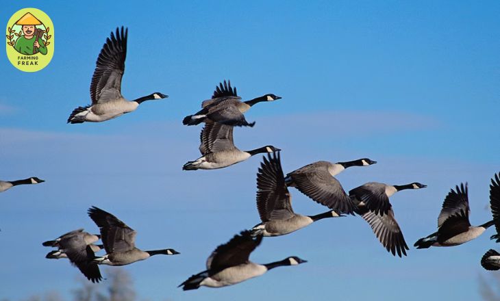 Difference between goose and geese