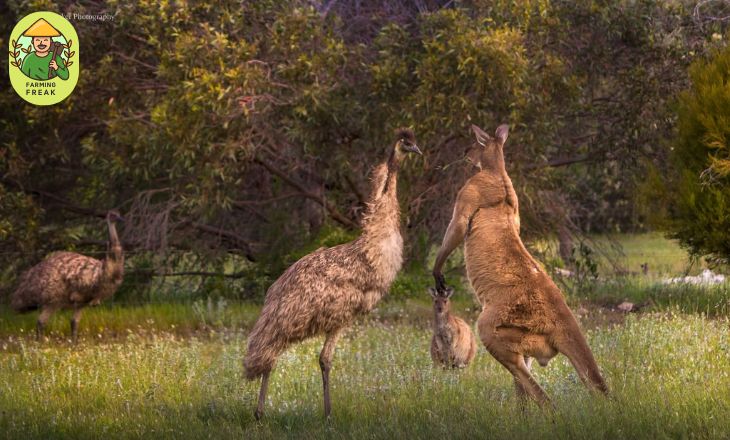 Aggressive Emus Attack