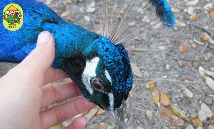 are peacocks dangerous to humans