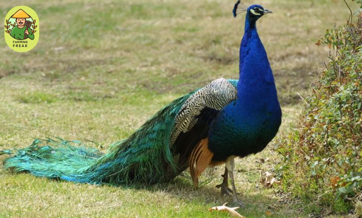 Are Peacocks Aggressive