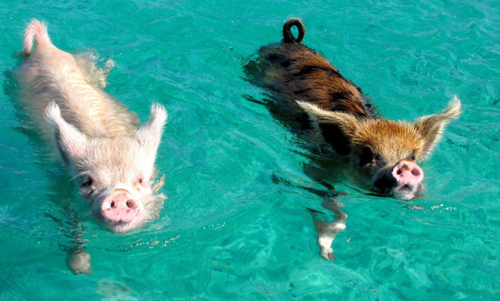 pet pig can swim 