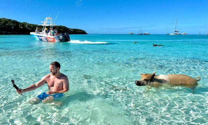 can pig swim with humans