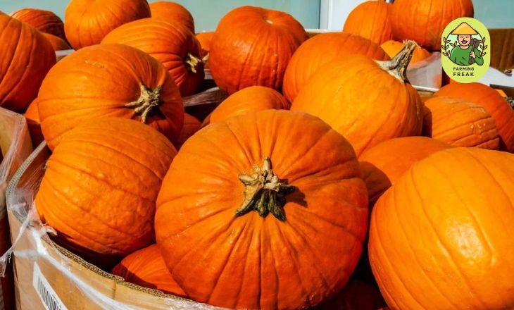 pumpkin smashing