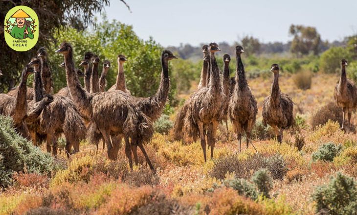 why are emus so aggressive