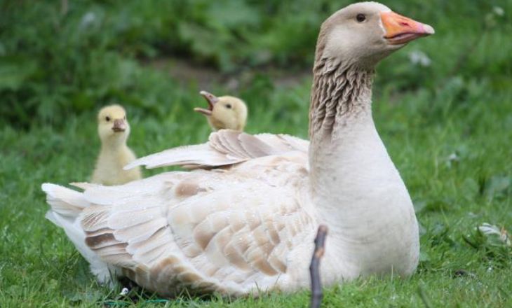 American buff geese