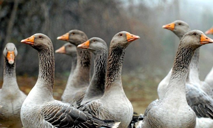 Danish landrace geese