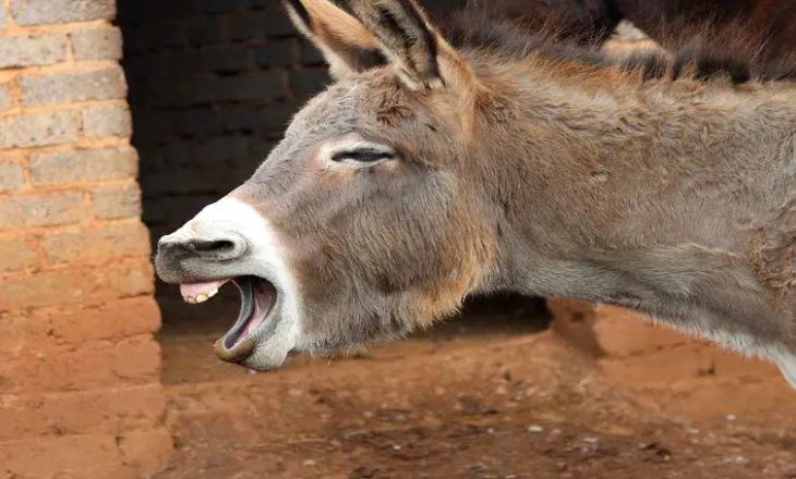 Can Donkeys Laugh? 3 Amazing Sounds