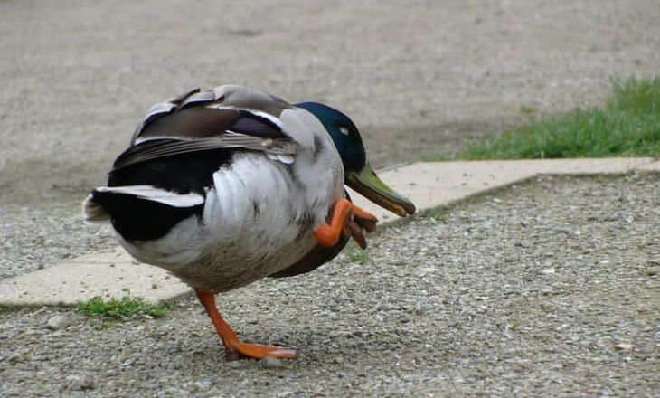 Ducks wagging their tails to cool off