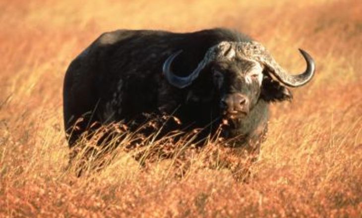 names for buffalos