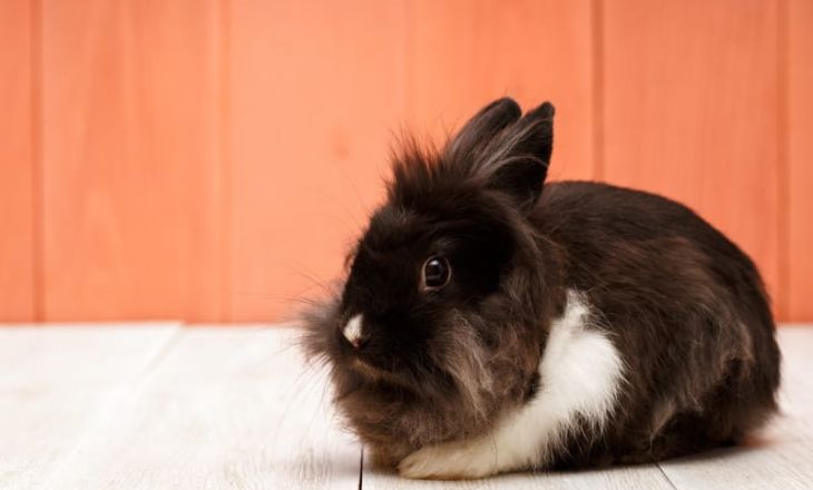 Funny Black and White Bunny Names 