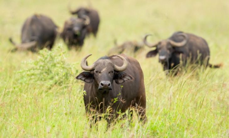  buffalo names