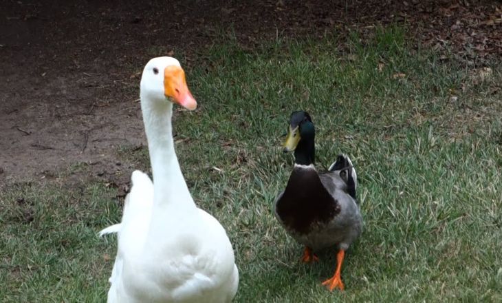 Geese And Duck Are Just Toothless