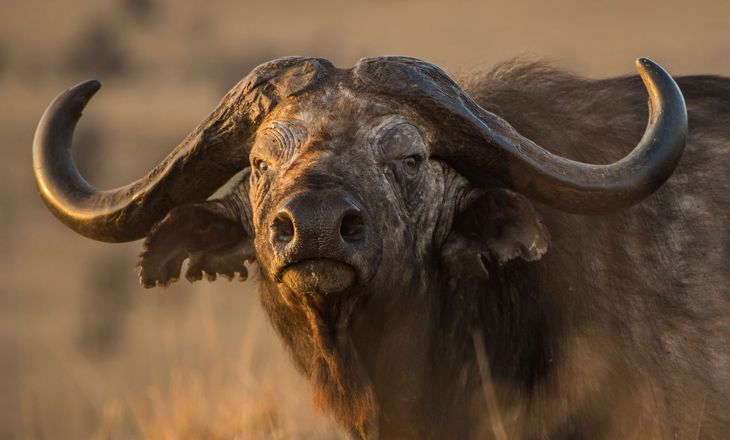 Famous-Buffalo-Names