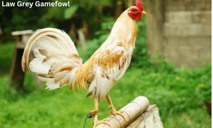 Law Grey Gamefowl Characteristics & History