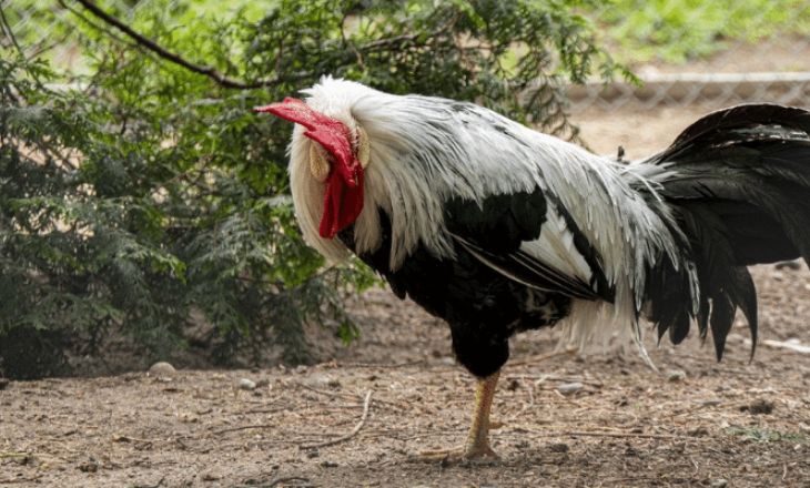 Law Grey Gamefowl 