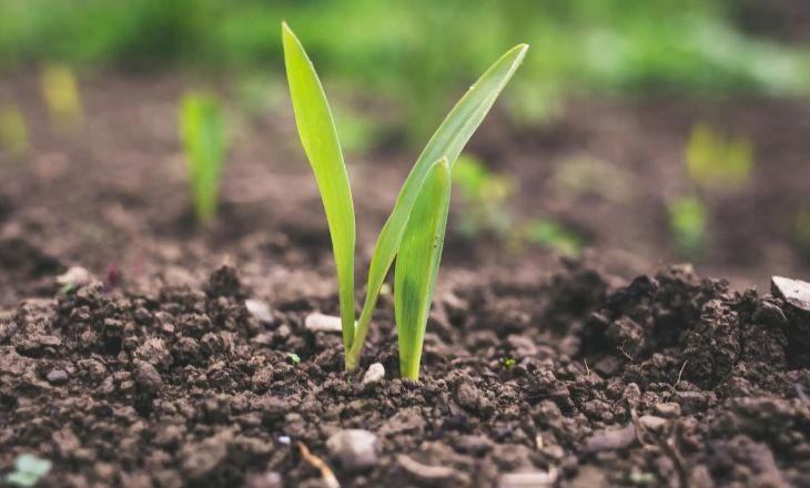 soil for plant growth