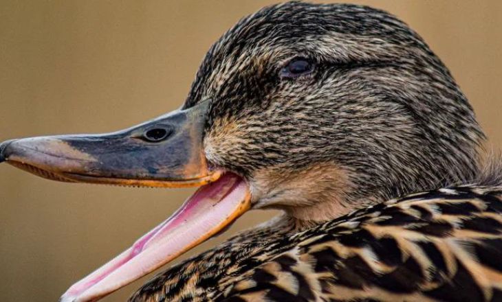 do ducks have a tongue