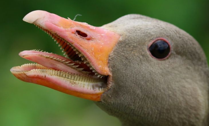 do ducks have taste bud