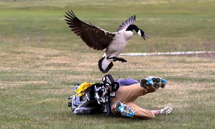 geese attack