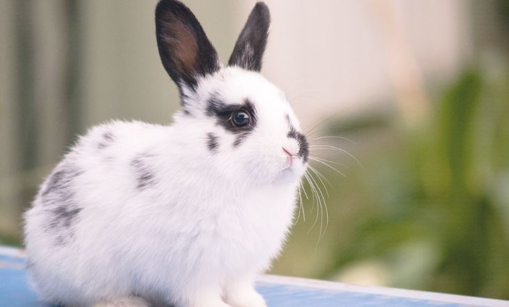 white and black bunny names